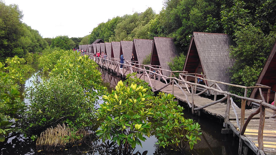 hutan mangrove pik